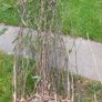Black stemmed bamboo Image 3
