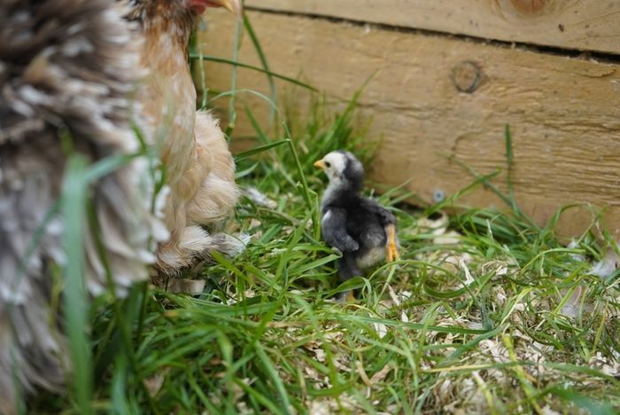 Chicks