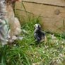 Chicks Image 3