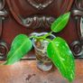 Philodendron Water rooting bundle Image 3