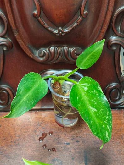 Philodendron Water rooting bundle