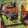 Poultry Image 2