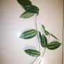 Hoya Vangviengiensis big leaves Image 2