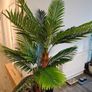 Palm Tree Image 9