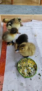ducklings