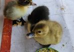 ducklings