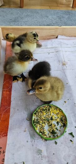 ducklings