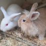 rabbit teddy Image 5