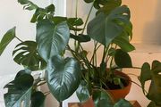 large monstera