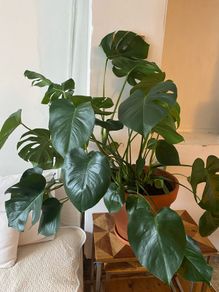 large monstera