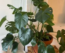 large monstera
