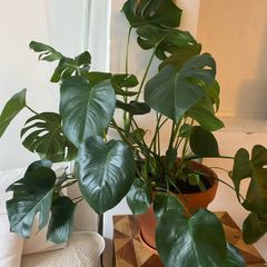 large monstera