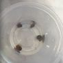 Fresh water plants and snails Image 5
