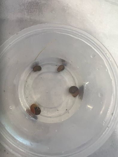 Fresh water plants and snails