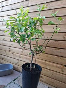 lemon tree