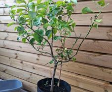 lemon tree