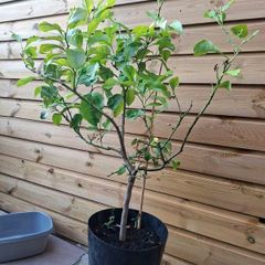 lemon tree