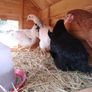 Large Chicken Coop 9 to 12 Birds Image 3
