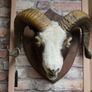 Mounted Rams Head Wall Trophy Image 2