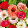 (P) Flanders Poppy Shirley seeds 0.5g (4500s) (411382) Image 2