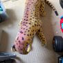 leopard teddy Image 4