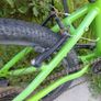Green kids Frog bike with helmet Image 5