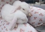 2 lovely white twin bunny's 3 months old.