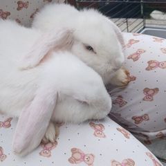 2 lovely white twin bunny's 3 months old.