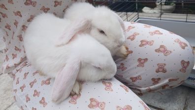 2 lovely white twin bunny's 3 months old.