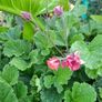 Geum Rivale (Water Avens) Image 4