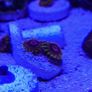 Mind Trick Zoa Image 6