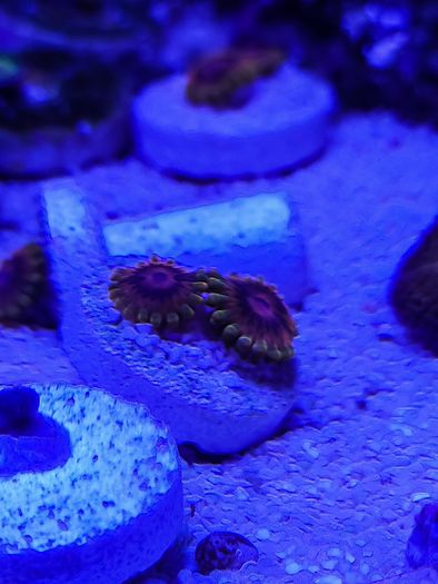 Mind Trick Zoa