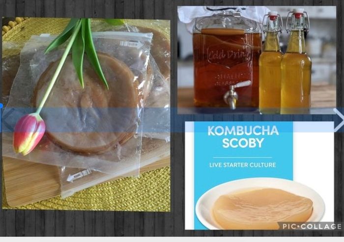 Scoby. Kombucha