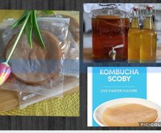 Scoby. Kombucha