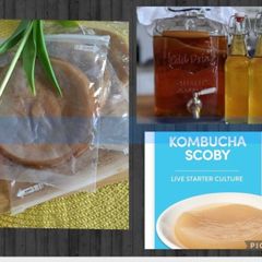 Scoby. Kombucha