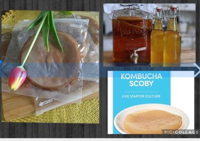 Scoby. Kombucha