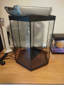 Hexagon Fish Tank for Free