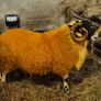 Sheep - two very good quality scottish blackface s Image 3