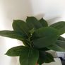 Fake plant Image 2
