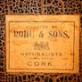 Rare Taxidermy Owl by Rohu & Sons Cork Image 8