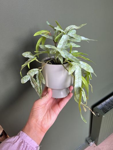 plastic house plant