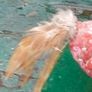 Little Red Rooster Image 5