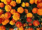 Marigold seeds