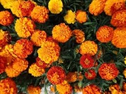 Marigold seeds