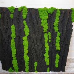 Panel in stabilised black oak bark with live moss 50x50cm