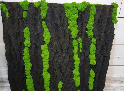 Panel in stabilised black oak bark with live moss 50x50cm