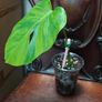 No.7 Baby Monstera Green On Green Image 7