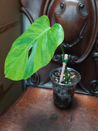No.7 Baby Monstera Green On Green