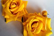 Realistic Yellow Extravagant Rose with Raffia Woven Stud Earrings