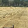 Square Bales Of Golden Barley Straw Image 2